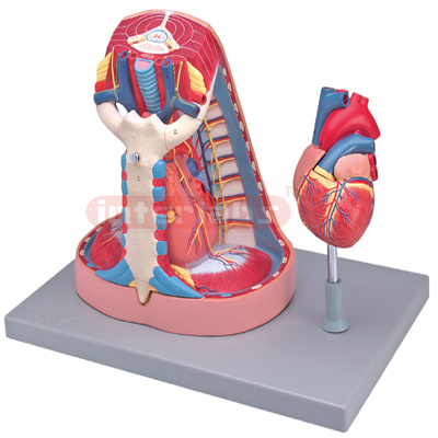 Interlab?Mediastinum, Nat Size 5Pc